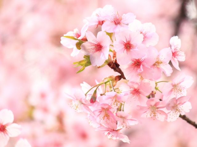 新作サルスエラ『ロンダに咲いた桜 ―LOS CEREZOS de Ronda ―』（書き下ろし）